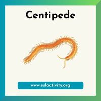 centipede image