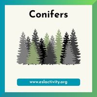 conifer image