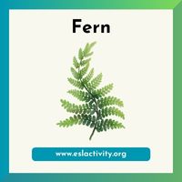 fern image