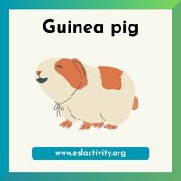 guinea pig image