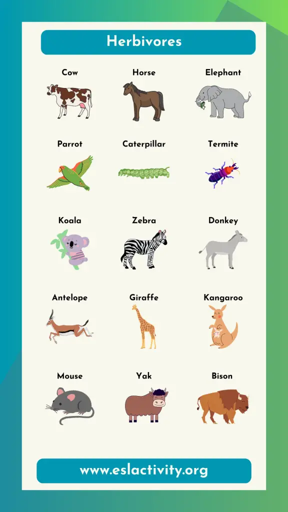 herbivores animals name chart 