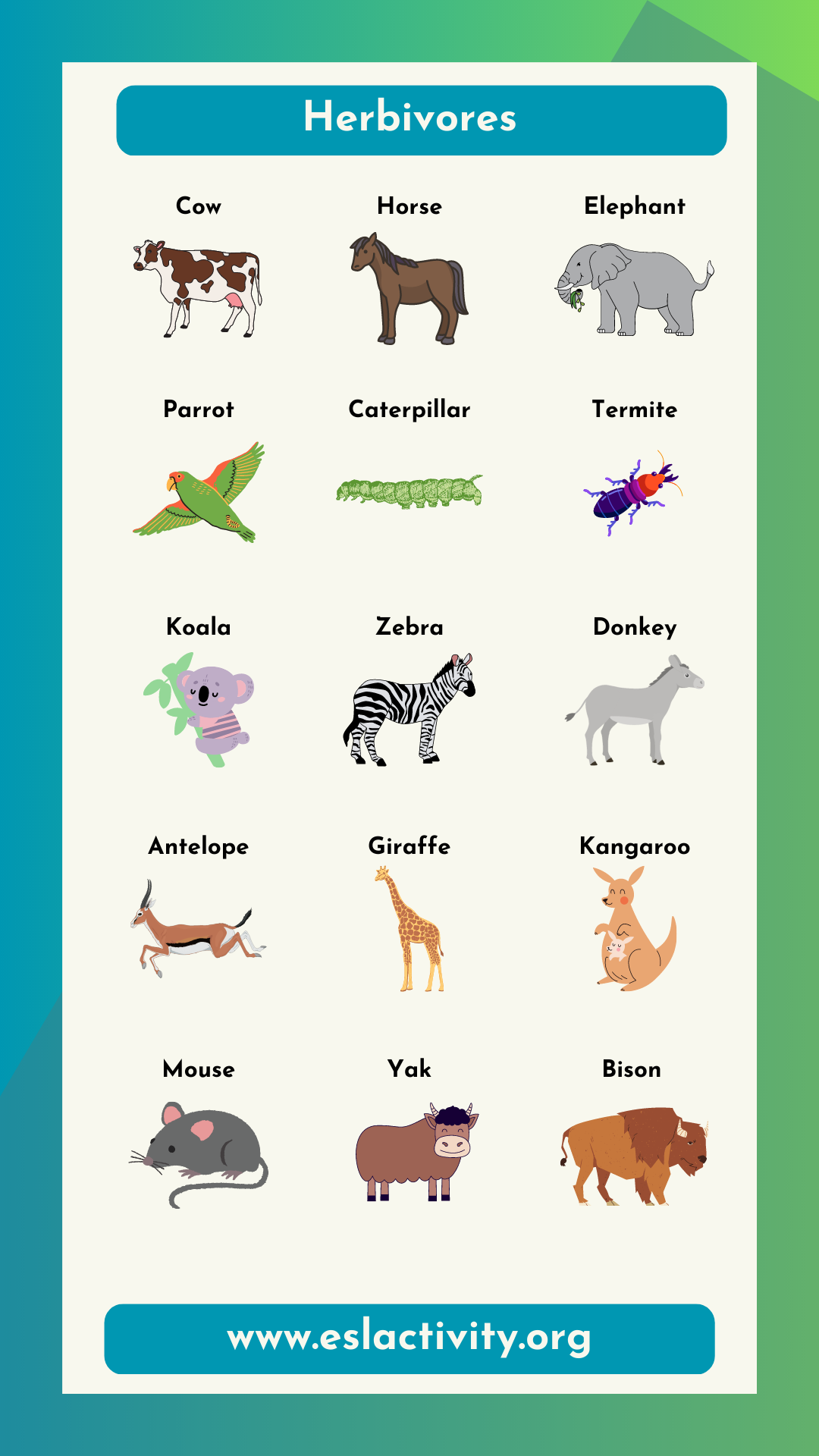 Herbivores Animals Name List in English | Herbivorous Animals