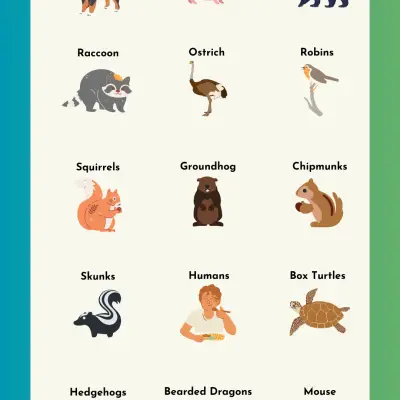 Omnivorous Animals List: Animals that Eat Both Plants & Meat
