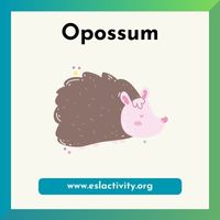 opossum image