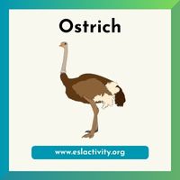 ostrich picture