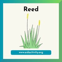 reed image