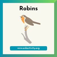 robin picture