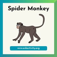 spider monkey image