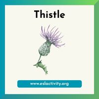 thistle image