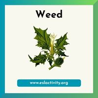 weed image