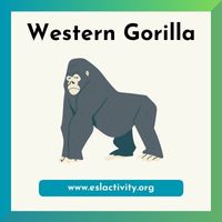 western gorilla picture