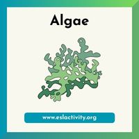 algae image