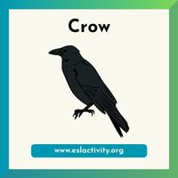 crow image