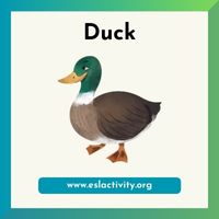 duck image