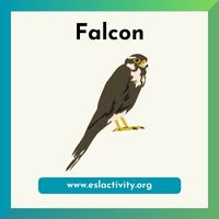 falcon image