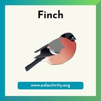 finch picture