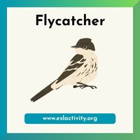 flycatcher image
