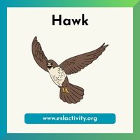 hawk image