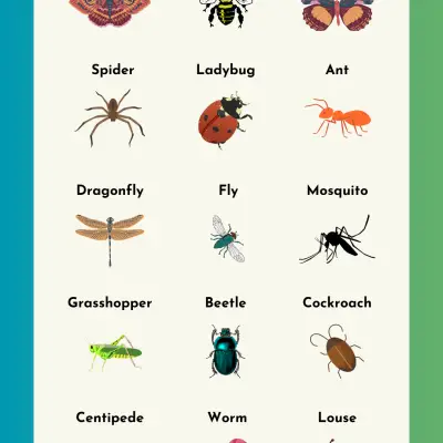 Insect Names in English (With Pictures) | Types of Insects