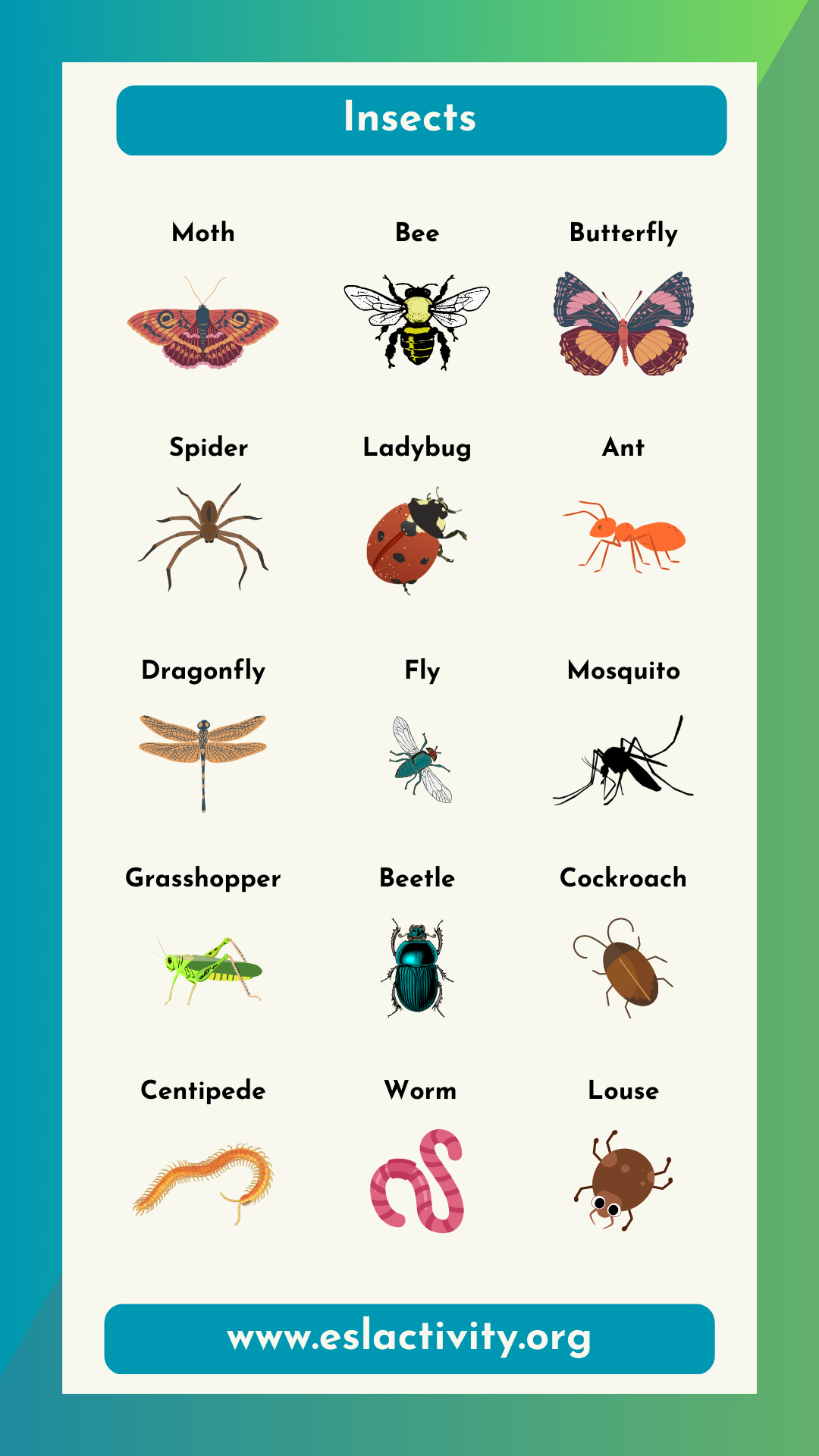 Insect names in english with pictures types of insects