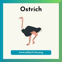 ostrich image