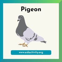 pigeon image