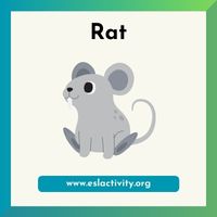 rat picture