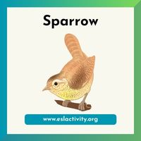 sparrow image