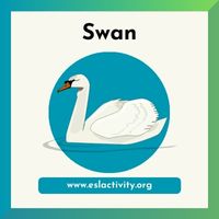 swan image