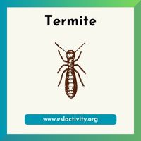 termite image