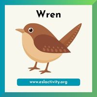 wren picture