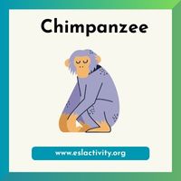 Chimpanzee clipart