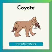 Coyote clipart