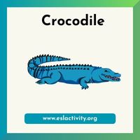 Crocodile clipart