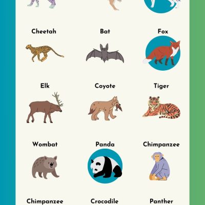 Wild Animals List (Names in English, with Pictures)