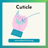 Cuticle