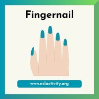 Fingernail