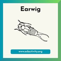 Earwig