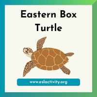 Eastern Box Turtle