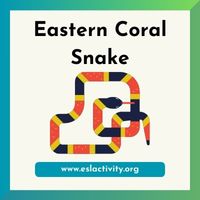 Eastern Coral Snake