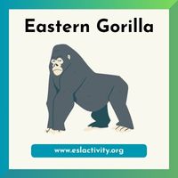 Eastern Gorilla