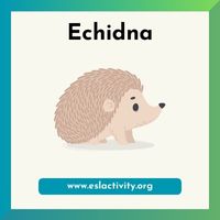 Echidna