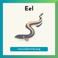 Eel