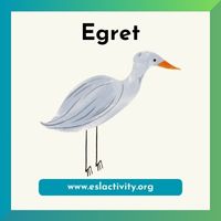 Egret