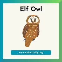 Elf Owl