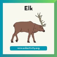 Elk