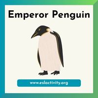 Emperor Penguin