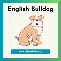 English Bulldog