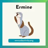 Ermine