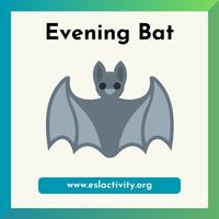 Evening Bat